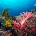 coral_soft_ni_v_0705_png1634.jpg